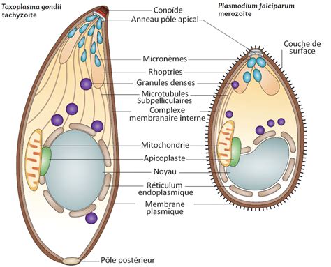  Apicomplexes: Des Parasites Microscopiques aux Impacts Macroscopiques!