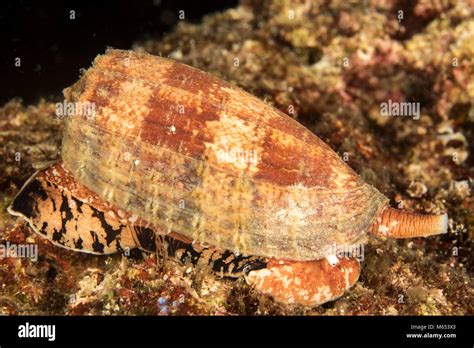  Conus, l'escargot venimeux qui chasse en pleine mer !