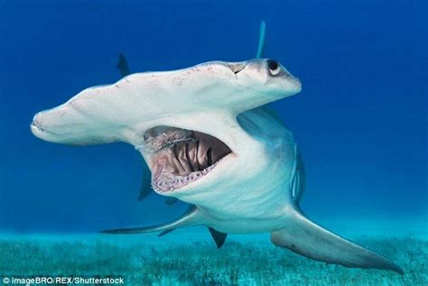  Humphrey's Hammerhead: An Underwater Creature That Lives Life Upside Down!