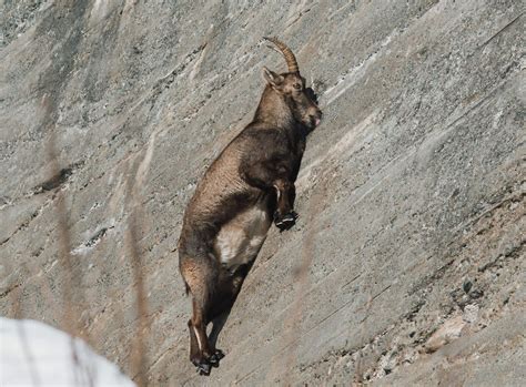  Ibex: Un majestueux grimpeur aux cornes imposantes qui défie la gravité dans des paysages escarpés!