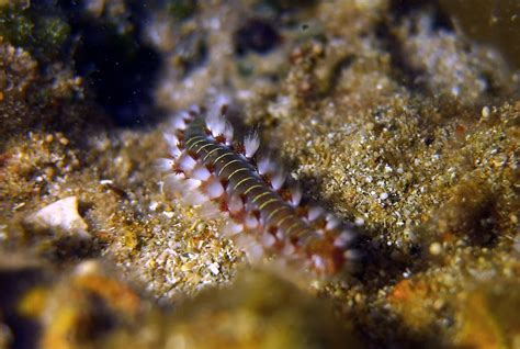  Kentrochæta! Un Ver Polychète Qui S'Éclate Au Fond De L'Océan