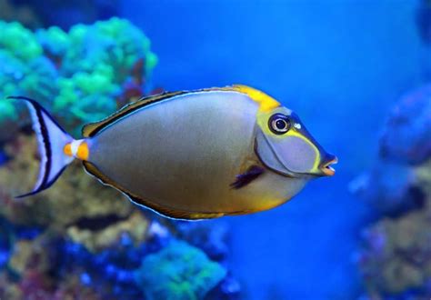  Naso Tang! Un poisson tropical aux lèvres extravagantes qui mérite une exploration approfondie