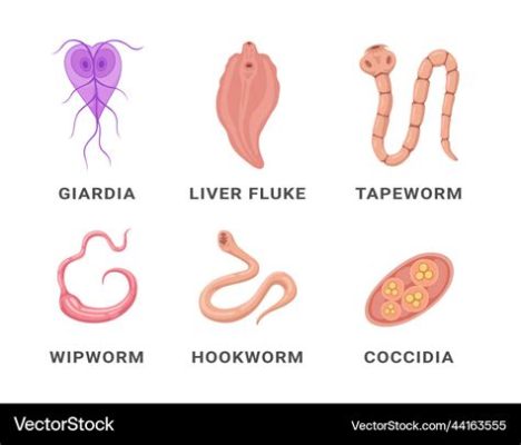  Quiniella! Un parasite intrigant qui se faufile dans les intestins de ses hôtes.