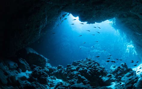  Volute! Ces Espèces Marinennes Qui Se Déplacent de Façon Inattendue à Travers les fonds Océaniques.