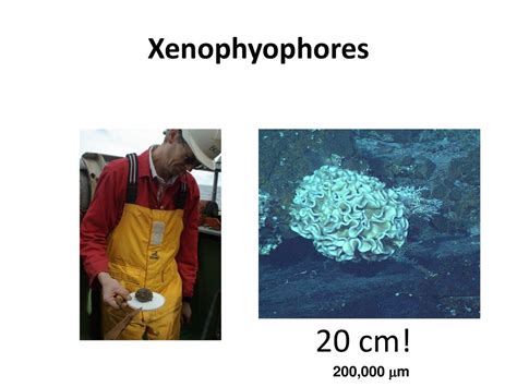  Xenophyophores : Ces créatures mystérieuses qui défient les classifications traditionnelles !