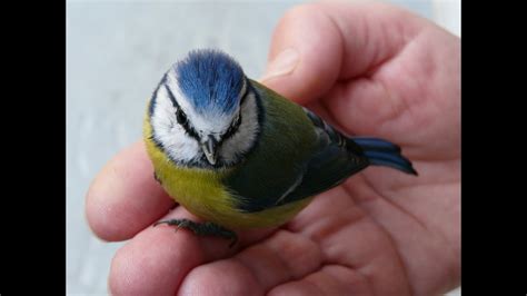   Alouette! Ces Petits Oiseaux Gris Sont-Ils Des Chanteurs de la Nuit ou des Maîtres du Camouflage ?