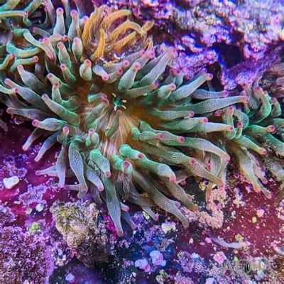  Bubble-Tip Anemone:  Imagine Discovering the Exquisite Beauty of a Fluorescent Flower Blooming on a Coral Reef!