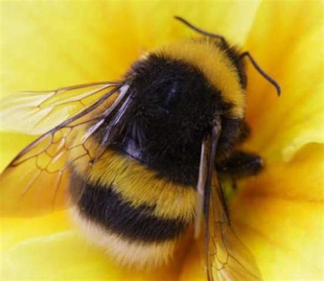  Bumblebee: Un insecte aux ailes bourdonnantes qui danse avec le pollen pour nourrir ses petites larves gourmandes!