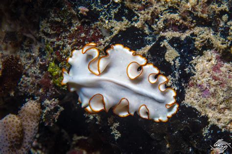  Convoluta!  Découvrez ce turbellarium marin qui aime la lumière et se déplace en ondulant gracieusement.