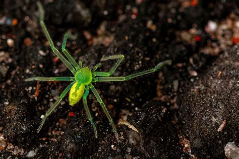  Crabe Araignée: Une Créature Fascinante Qui Combine L'Agilité d'un Acrobate et la Robustesse d'une Machine de Guerre!