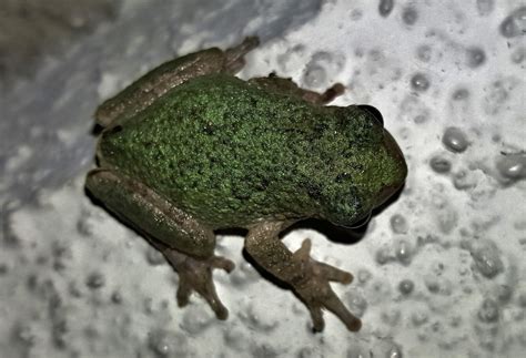  Crapaud - Découvrez l'incroyable camouflage nocturne et les sauts acrobatiques de cet amphibien fascinant!