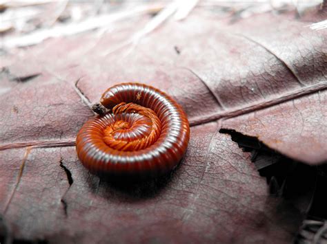  Desmodex! Un Animal à la Curiosité Débordante avec des Mille-Pattes qui Danse dans les Sous-Bois