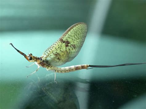  Éphémère ! L'insecte qui vit plus vite que son ombre ne le reflète !