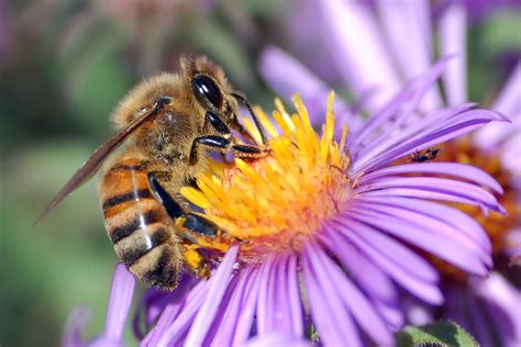  Fourche à miel: Un insecte fascinant aux ailes chatoyantes qui se nourrit du nectar sucré des fleurs !