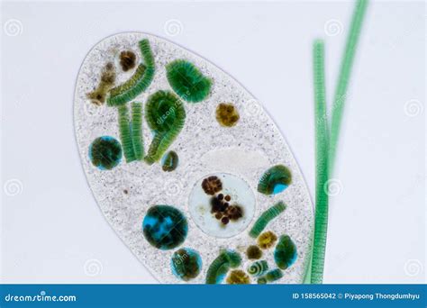  Frontonia! Une aventure microscopique à travers la vie d'un cilié libre et indépendant!