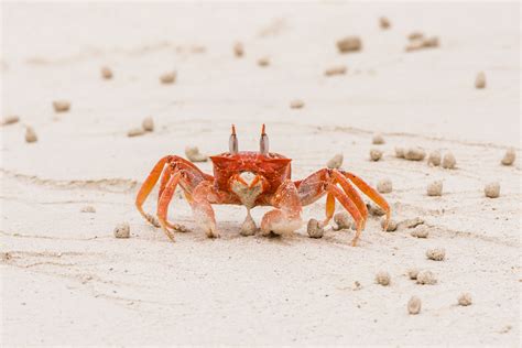  Ghost Crab: A Creature Combining the Grace of a Dancer and the Tenacity of a Clam Digger!