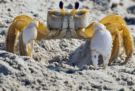  Ghost Crab : Un Crustacé Fantôme Qui Détourne L’Attention des Prédateurs en Creusant des Fentes Profondes !