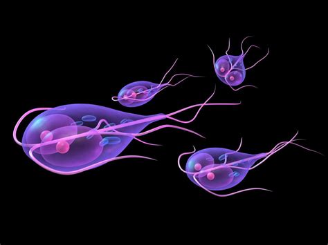  Giardia: Un Parasite Microscopique Qui Fait Tourner la Tête des Voyageurs Intrépides!