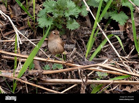  Gould's Wren:  A Tiny Bird With Majestically Vibrant Plumage