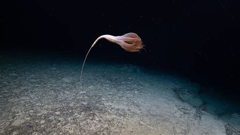  Gymnoblastia: Une créature fascinante aux tentacules flottants dans les profondeurs océaniques!