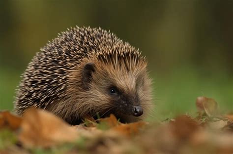  Hérisson: Un petit mammifère nocturne aux épines redoutables qui adore la compagnie des escargots !