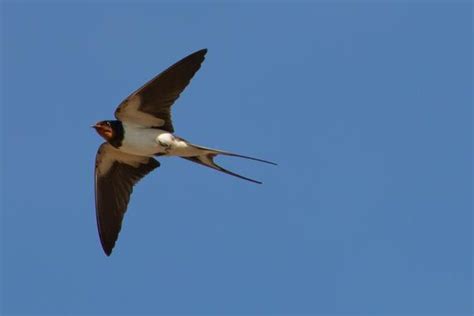   Hirondelle: Un oiseau migrateur aux ailes brillantes, un champion du ciel en perpétuelle quête de délicieuses insectes!