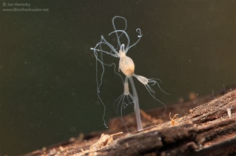  Hydra, une créature aquatique fascinante qui vit en colonie et danse au gré des courants!