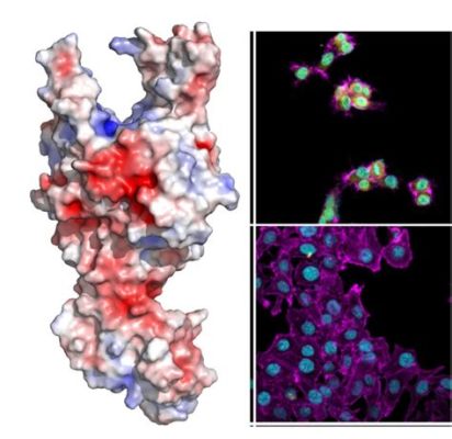  Illustrant un Mystère Microscopique: Découverte de l'Intoxicant Infusorium!  