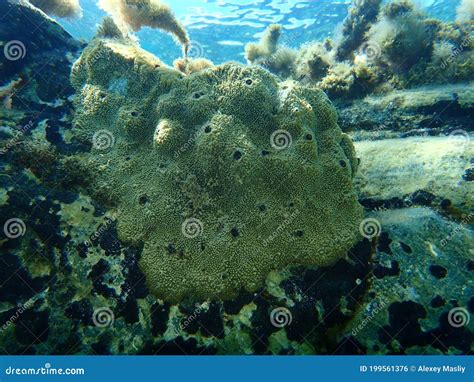 Ircinia! Une éponge aux couleurs vives qui filtre l'eau de mer avec une efficacité incroyable!