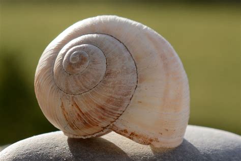  Ischia! Décrivez un animal aux magnifiques coquilles spiralées qui glisse avec élégance sur les fonds marins