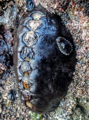  Ischnochiton: Un Mollusque Inhabituel Doté D'une Armure en Plaques Concentriques !