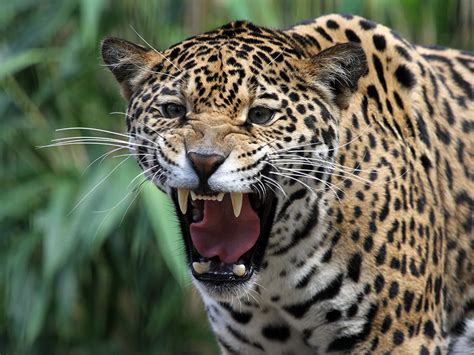  Jaguar! Un félin élégant aux griffes redoutables qui se faufile dans les broussailles amazoniennes