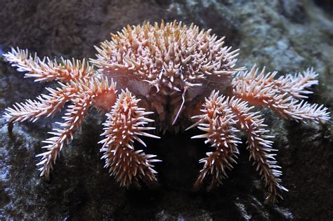  Keratella! Un petit crustacé fascinant avec une armure mystérieuse et une danse gracieuse