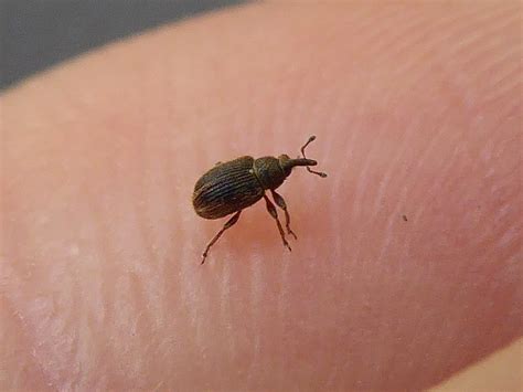  Kissing Bug, A Tiny Predator With Tentacles That Can Cause Heartbreak!