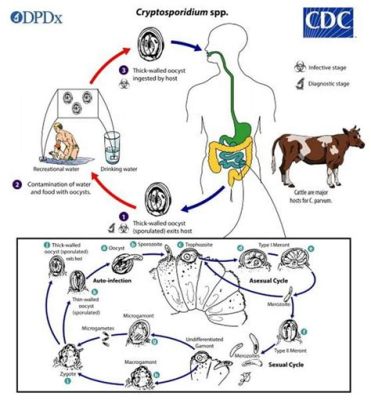  Kryptosporidium: Une Petite Parasite à l'Impact Époustouflant sur la Santé Humaine et Animale!