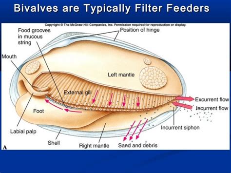  Lamellibranche: Un Mollusque Bivalve Filtrant au Rythme de la Marée !