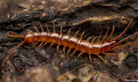  Lithobius: Un Chasseur Nocturne à Mille Pattes qui Explore la Terre avec Délices