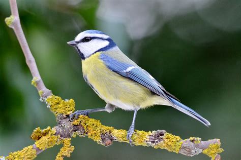  Mésange Des oiseaux aux couleurs vives qui chantent mélodieusement dans les arbres