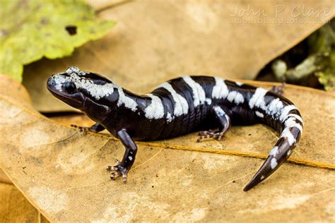 Marbled Salamander: Une créature fascinante à métamorphoses spectaculaires et un camouflage extraordinaire!