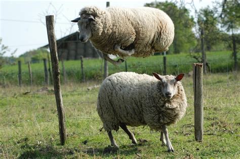  Mouton! Une créature laineuse qui saute avec joie et régale nos papilles gourmandes.