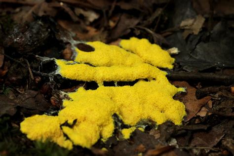  Myxomycete: Découvrez les champignons étranges et fascinants qui se déplacent comme des limaces !