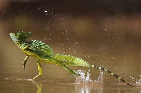  Naïades ! Un Lézard Aquatique aux Secrets Fascinants