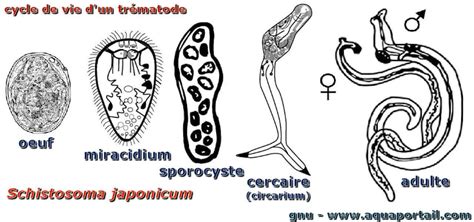  Prosthogonimus! Un Ver Trematode Qui N'aime Pas le Bonheur des Herbivores