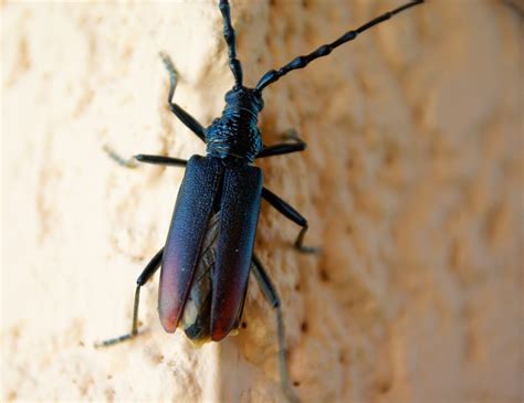  Queenslander ! Un insecte fascinant avec des antennes imposantes et un mode de vie mystérieux ?