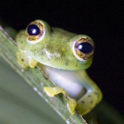  Rainforest Frog: Can You Hear Its Tiny Orchestra From Afar?