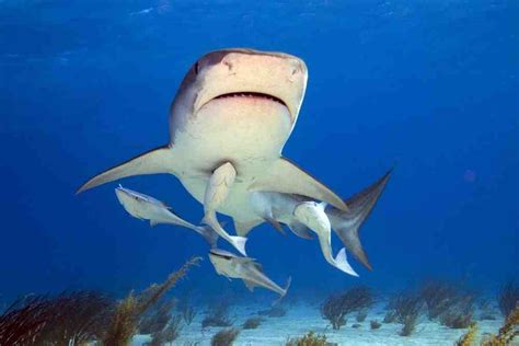  Remora! Un Poisson-Crabe Solitaire Qui Se Fixe Aux Requins