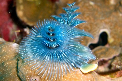  Sabellidae! Les vers à tube qui façonnent des maisons de soie 