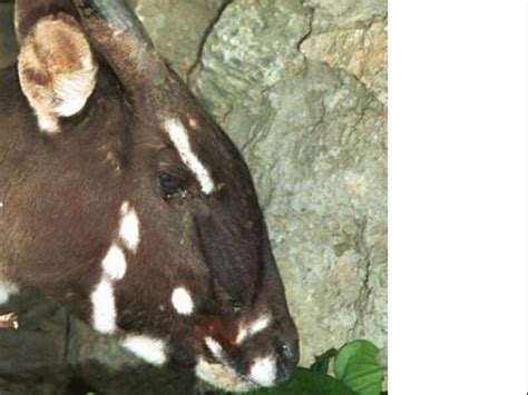  Saola ! Un mammifère mystérieux aux aguets de la forêt tropicales