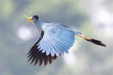  Turaco! Découvrez cet oiseau aux couleurs flamboyantes qui vole comme une flèche