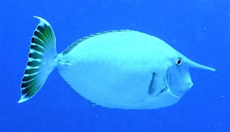  Unicornfish! Une créature fascinante aux couleurs vives qui navigue avec grâce dans les eaux tropicales.